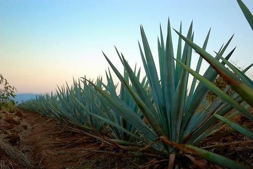 prazer, esse é o agave!