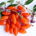 goji-berry-fruta-e-flor-1361286684921_615x300