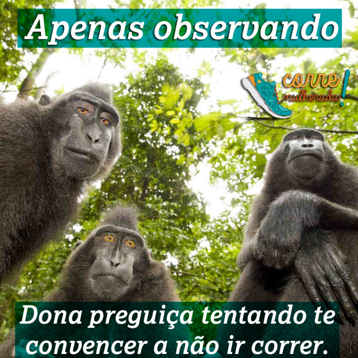 141217_apenasobservandomacaco