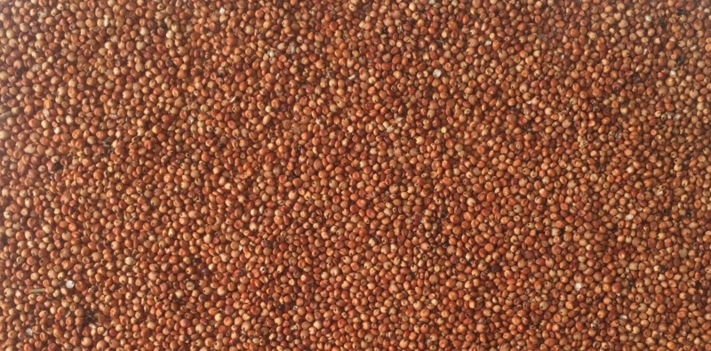 sorgo